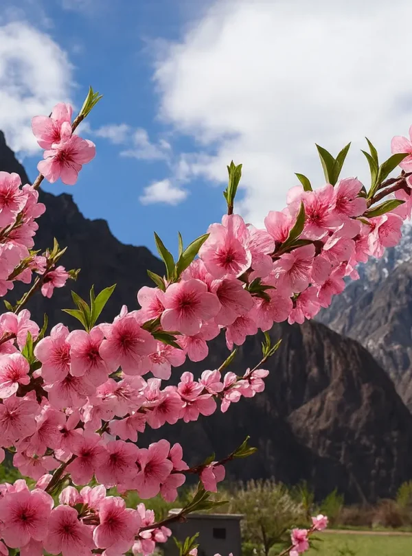 Spring Tour – Hunza Valley