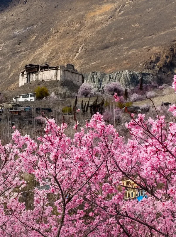 Spring Tour – Hunza Valley