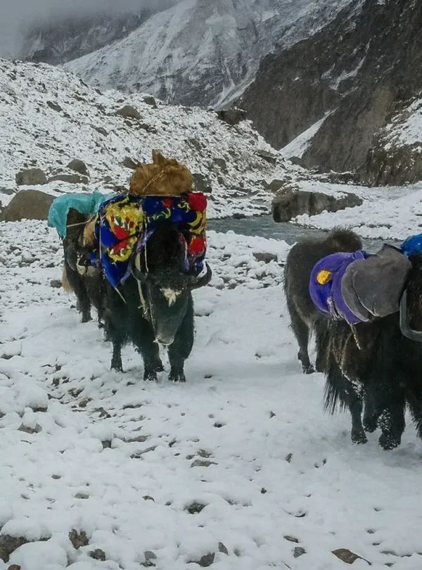 Yak Safari – High Pastures of the Karakoram