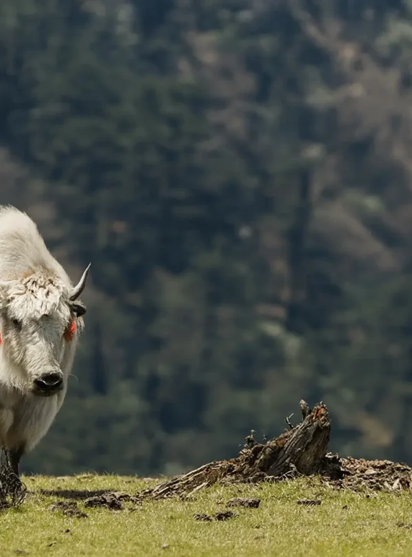 Yak Safari – High Pastures of the Karakoram