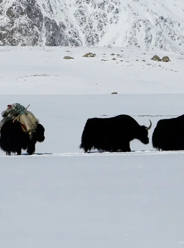Yak Safari – High Pastures of the Karakoram